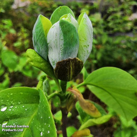 Magnolia 'Blue Baby'