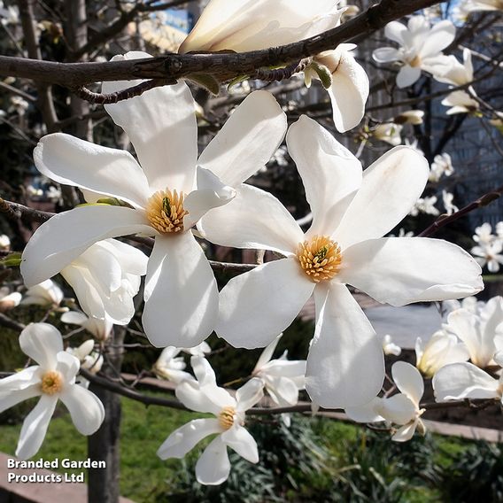 Magnolia denudata 'Double Diamond'