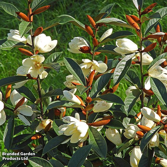 Magnolia 'Fairy Cream'