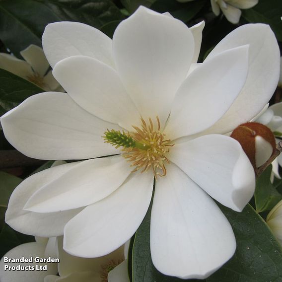 Magnolia 'Fairy Cream'