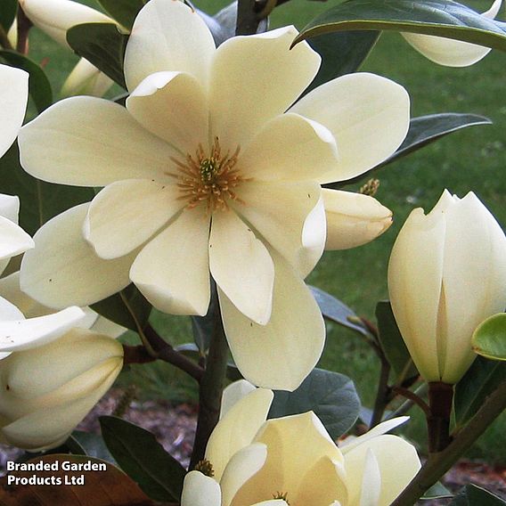 Magnolia 'Fairy Cream'