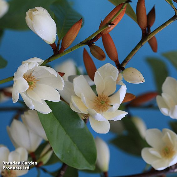 Magnolia 'Fairy Cream'