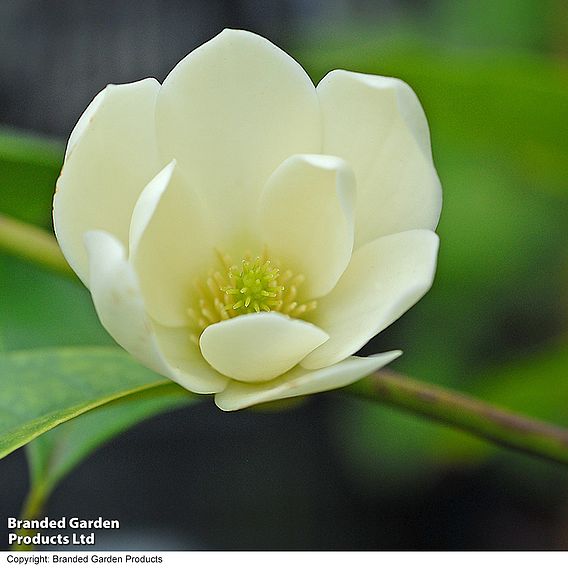 Magnolia 'Fairy Cream'