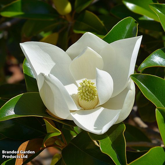 Magnolia 'Fairy Cream'