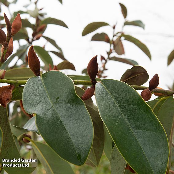 Magnolia 'Fairy Cream'