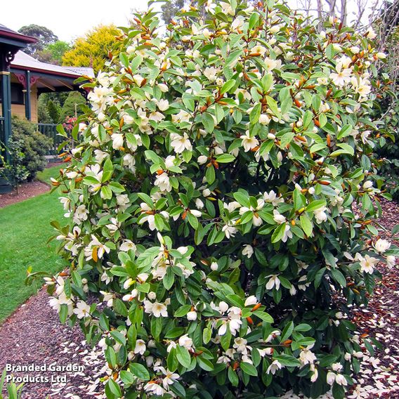 Magnolia laevifolia 'Honey Velvet'