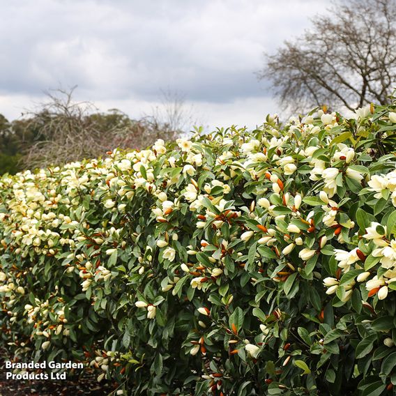 Magnolia laevifolia 'Honey Velvet'