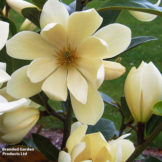 Magnolia laevifolia 'Honey Velvet'