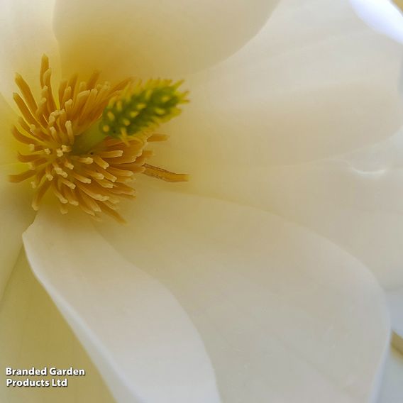 Magnolia laevifolia 'Honey Velvet'