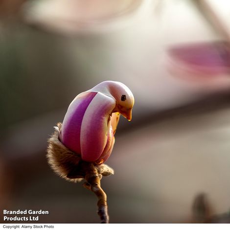 Magnolia liliiflora