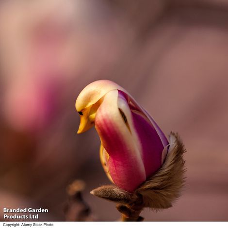 Magnolia liliiflora