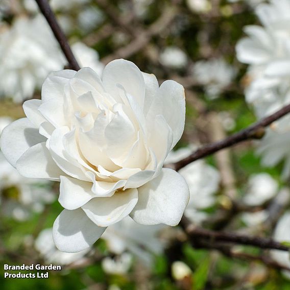 Magnolia 'Pirouette'