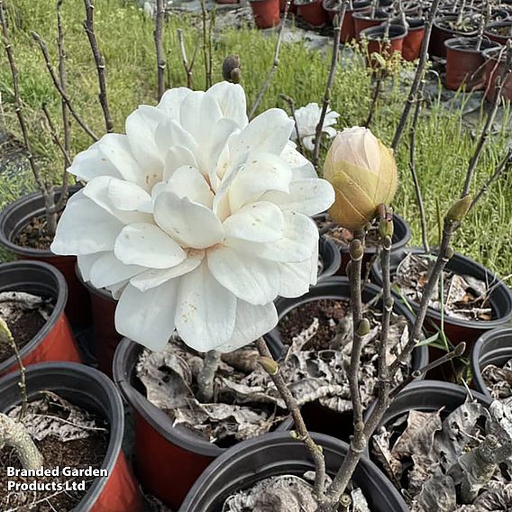 Magnolia 'Pirouette'