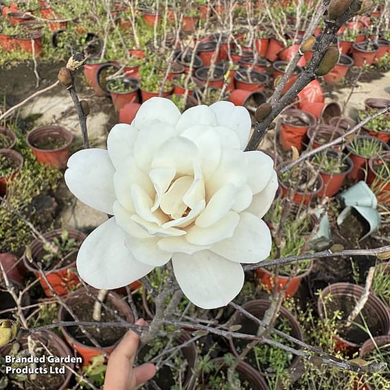 Magnolia 'Pirouette'