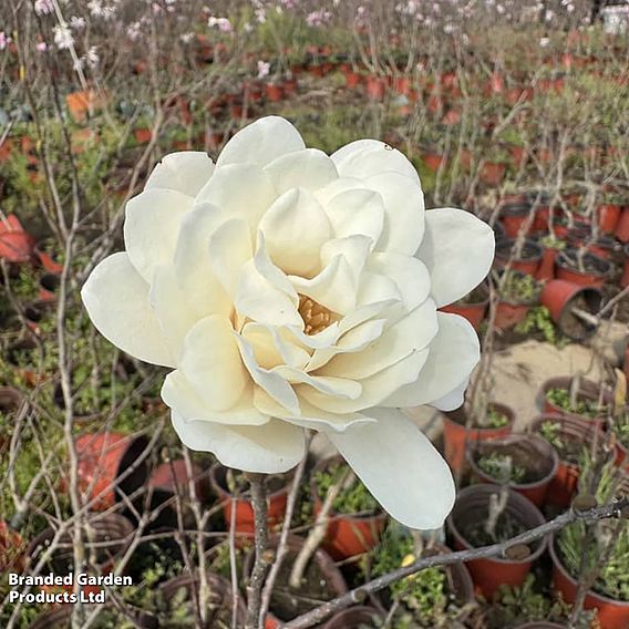 Magnolia 'Pirouette'