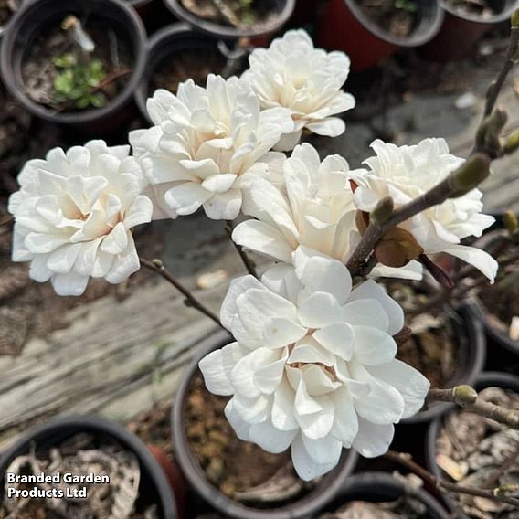 Magnolia 'Pirouette'