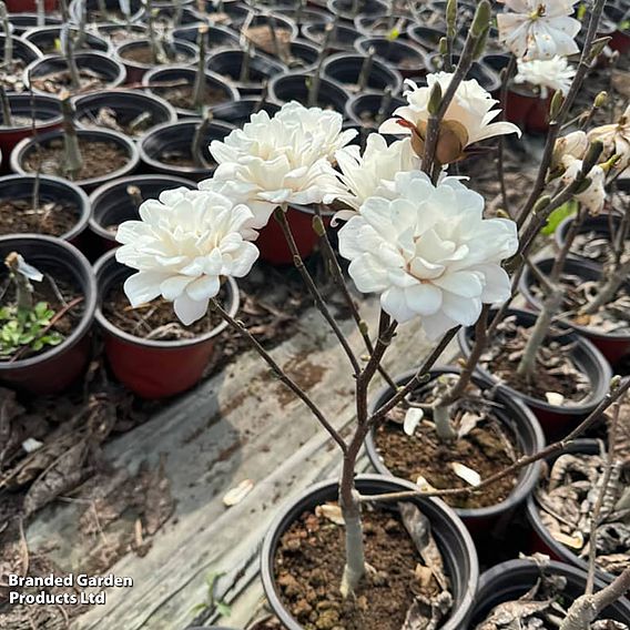 Magnolia 'Pirouette'