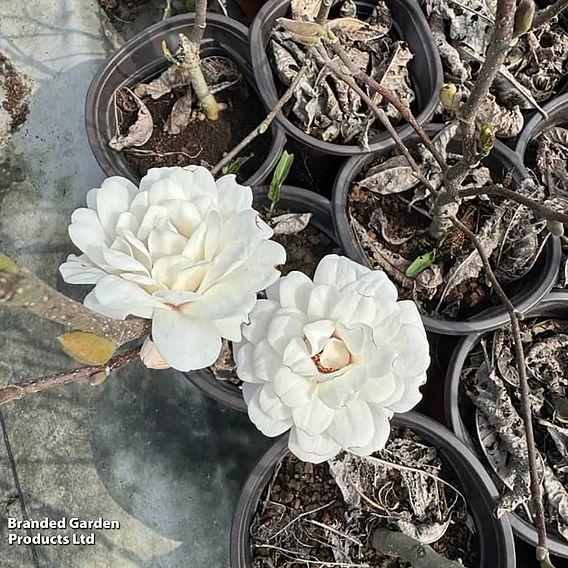 Magnolia 'Pirouette'