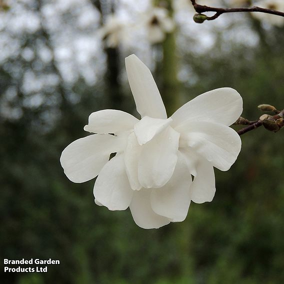 Magnolia 'Pirouette'