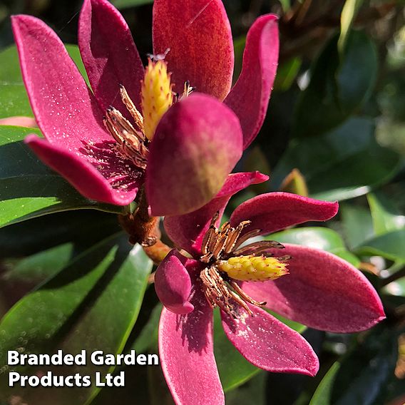 Magnolia hybrid 'Stellar Ruby'