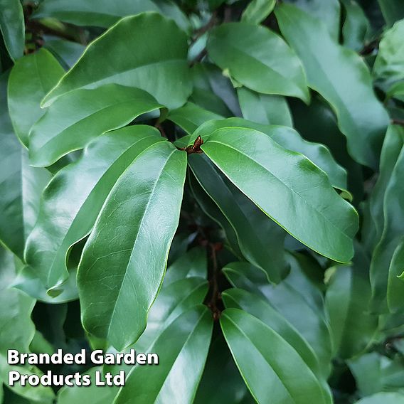 Magnolia hybrid 'Stellar Ruby'