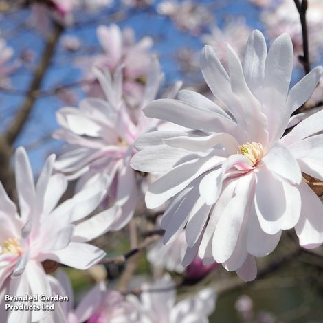 Magnolia stellata