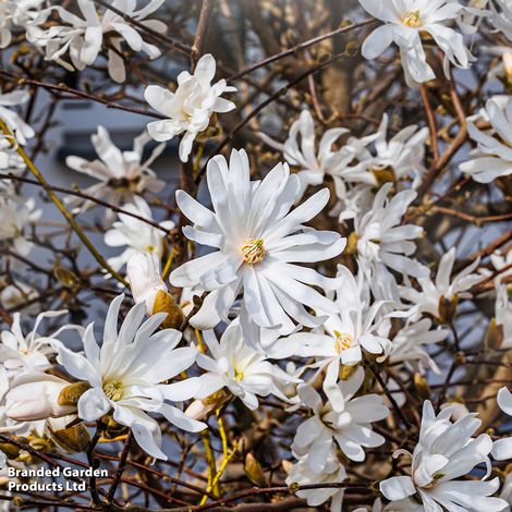 Magnolia stellata