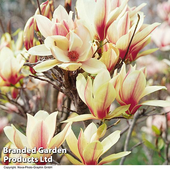 Magnolia denudata 'Sunrise' (Patio Standard)