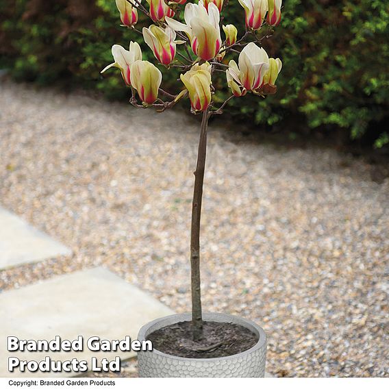 Magnolia denudata 'Sunrise' (Patio Standard)