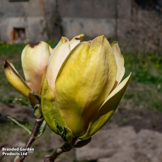 Magnolia 'Sunsation'