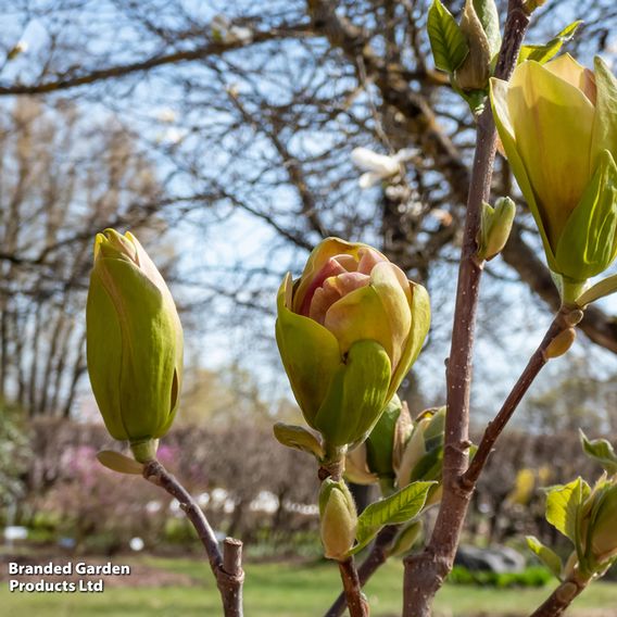 Magnolia 'Sunsation'