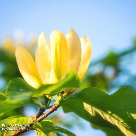 Magnolia x brooklynensis 'Yellow Bird'