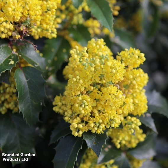 Mahonia aquifolium 'Apollo'