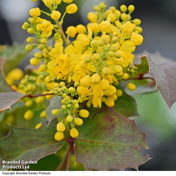 Mahonia aquifolium 'Apollo'