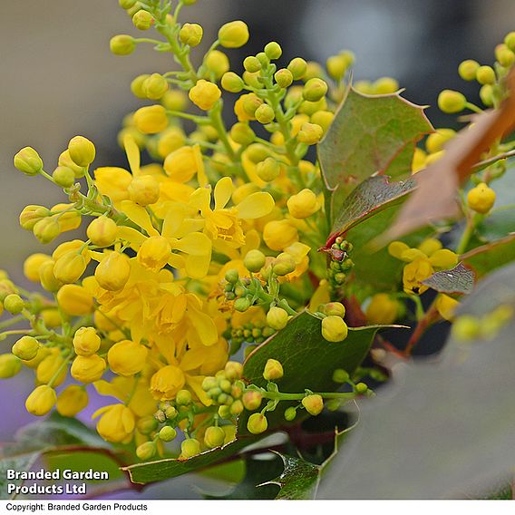 Mahonia aquifolium 'Apollo'