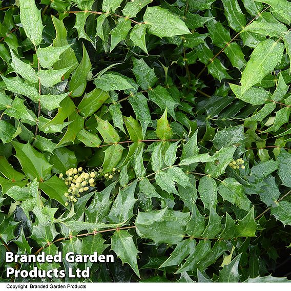 Mahonia japonica