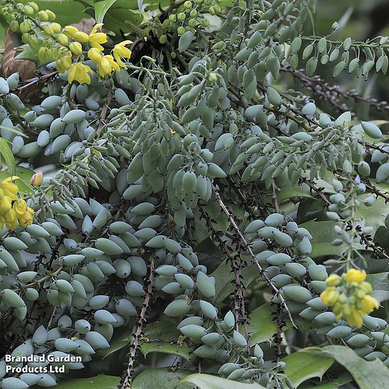 Mahonia x media 'Charity'