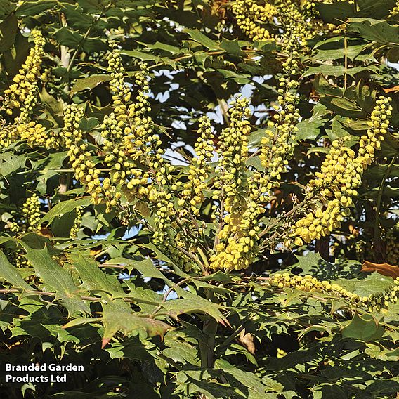 Mahonia x media 'Charity'