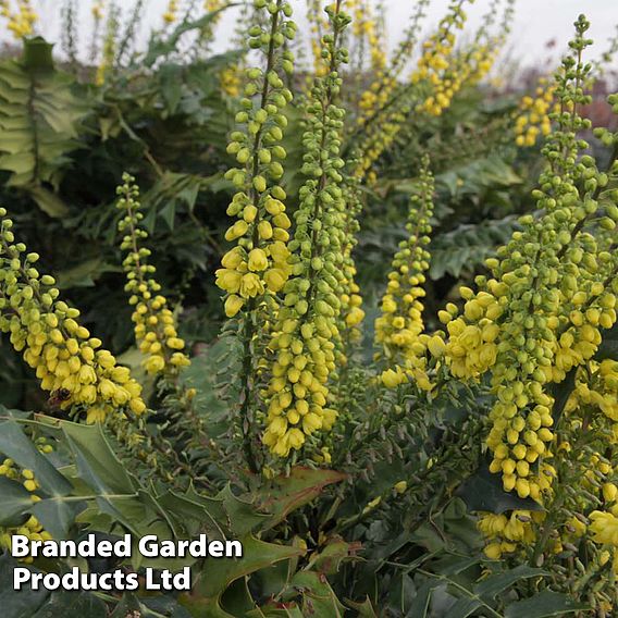 Mahonia x media 'Winter Sun'