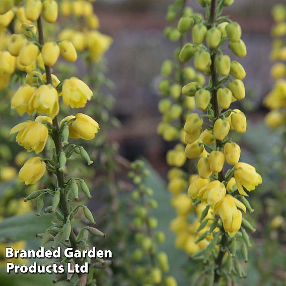 Mahonia x media 'Winter Sun'