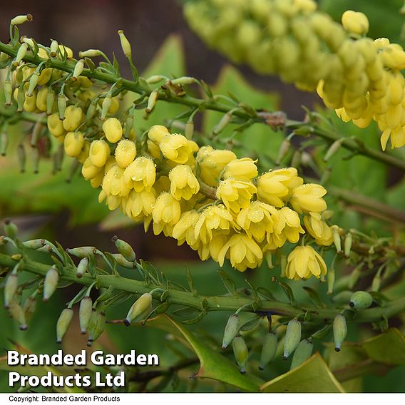 Mahonia x media 'Winter Sun'