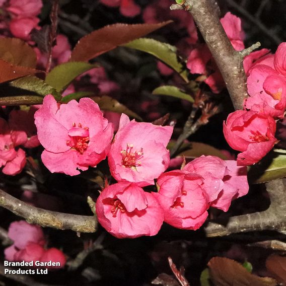 Crab Apple 'Profusion'