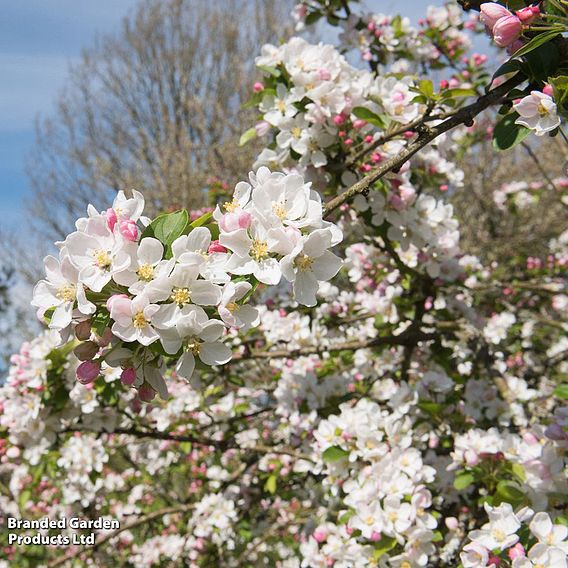 Crab Apple 'Red Sentinel'