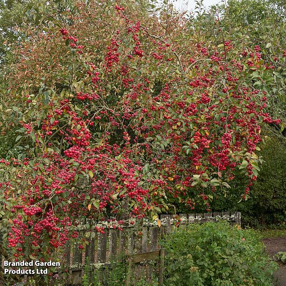 Crab Apple 'Red Sentinel'