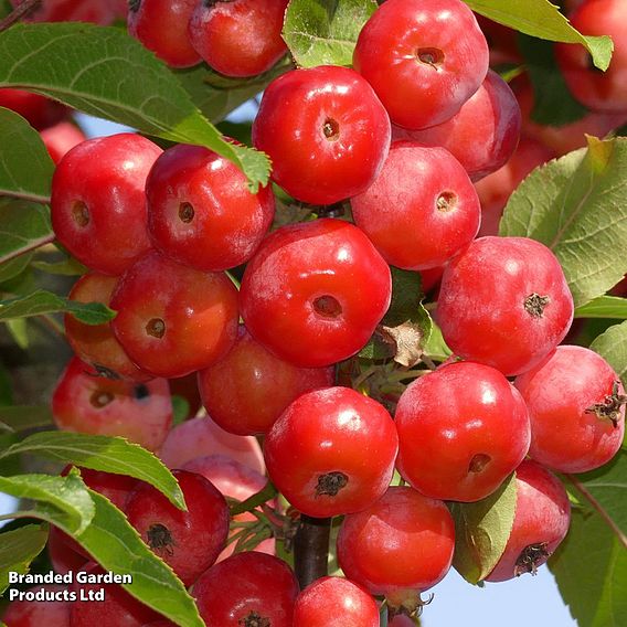 Crab Apple 'Red Sentinel'