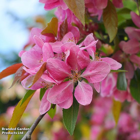 Crab Apple 'Royalty'