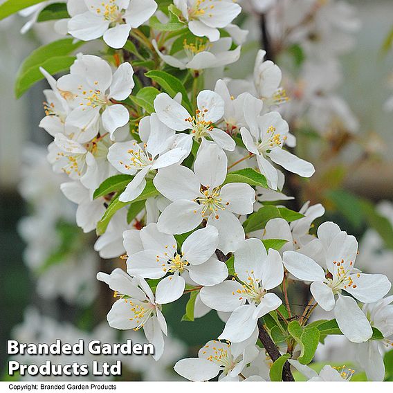 Crab Apple 'Sugar Tyme'