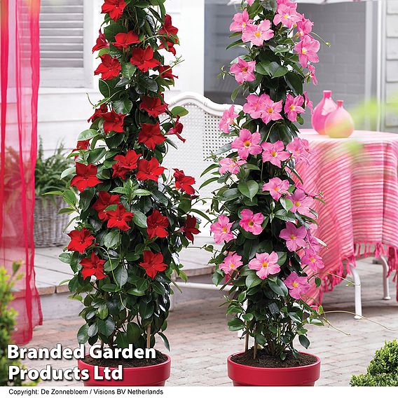 Mandevilla sanderi 'Bloom Bells®' Trio