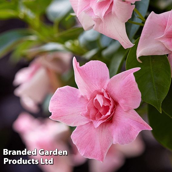 Mandervilla 'Sundaville Double Blush Pink'