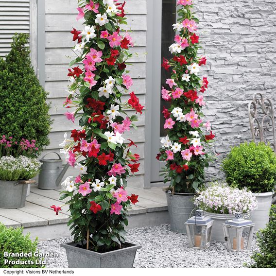 Nurseryman's Choice Climber Collection